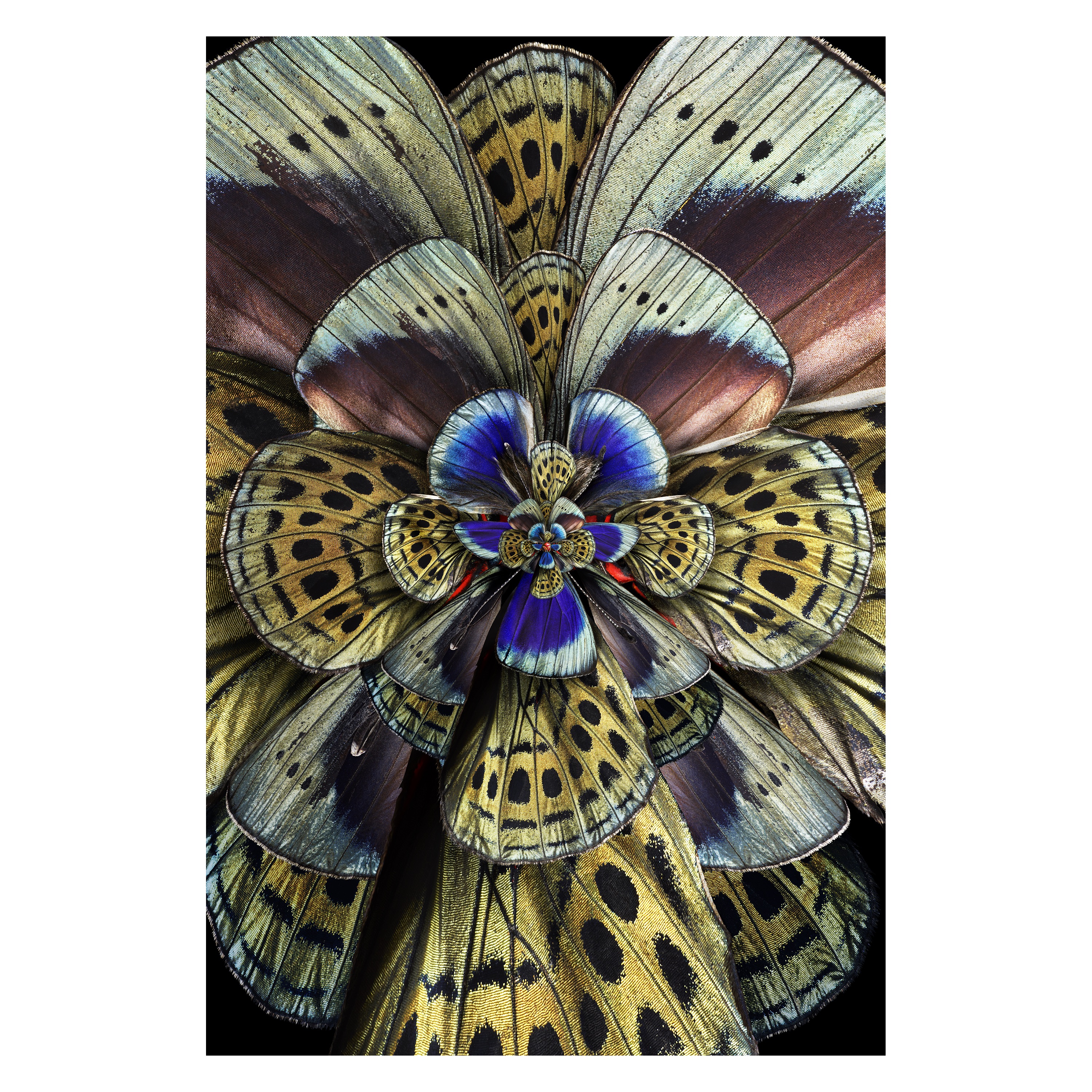 Mimesis Carpet | Moooi Carpets | Rypen