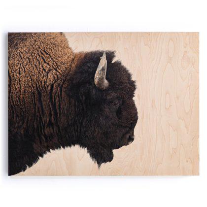 American Bison Wood Print Image